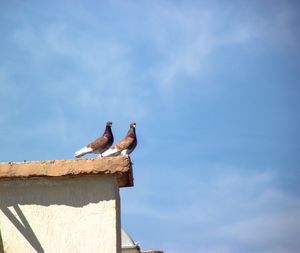 Low angle view of seagulls perching on roof against sky