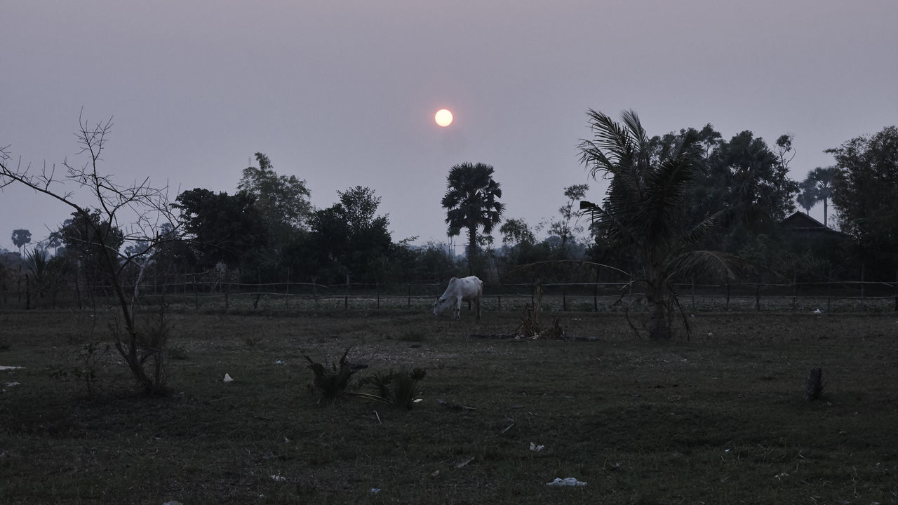 MAN ON FIELD AGAINST TREES