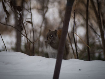 Cat in snow