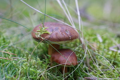 Close-up of crab on grass