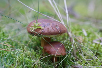 Close-up of mushrooms growing on grass