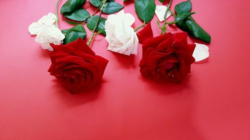 High angle view of roses on red rose