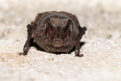 European bat western barbastelle barbastella barbastellus wintering in a cave