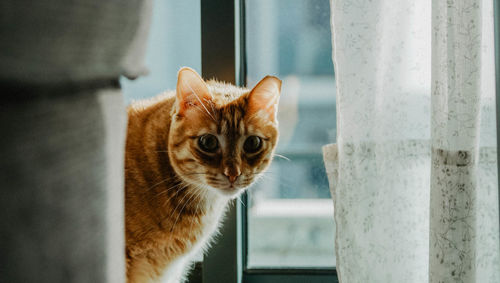 Portrait of a cat looking through window