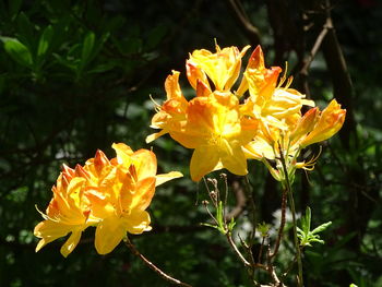 Close-up of yellow flowering plant