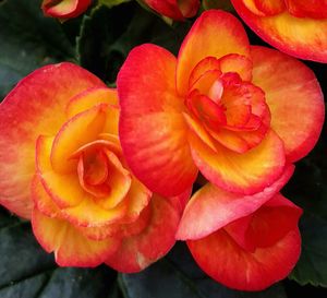 Close-up of red rose