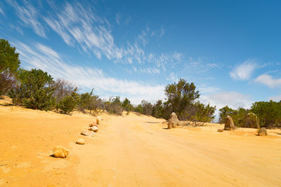 Panoramic shot of trees on land against sky