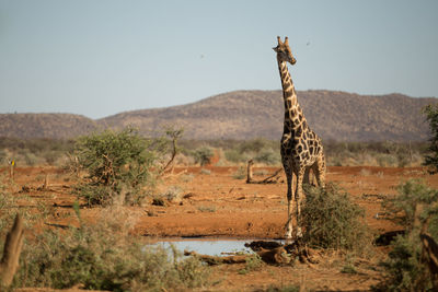 Giraffe in erindi private game reserve, namibia