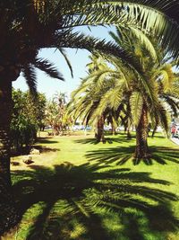 Palm trees growing in park