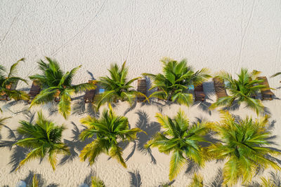 Palm trees and plants against wall