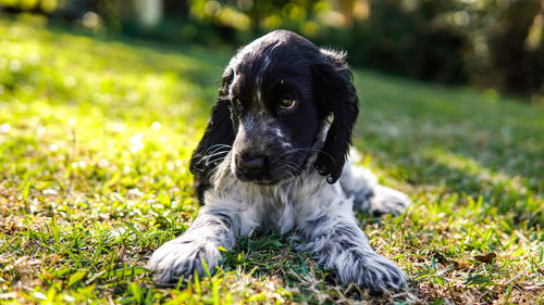 Dog looking away on field