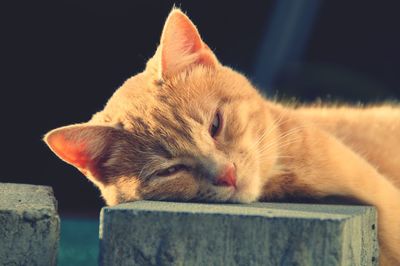 domestic cat