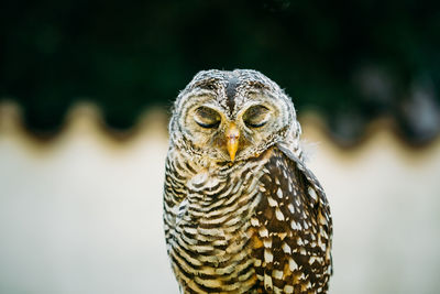 Close-up portrait of owl