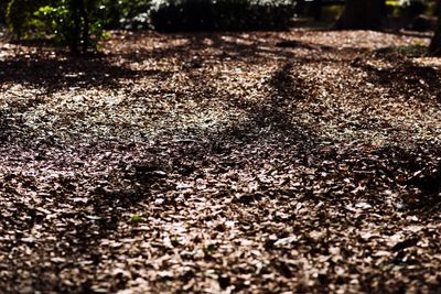 Surface level of road along trees