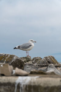 Seagull perching on rock by sea against sky