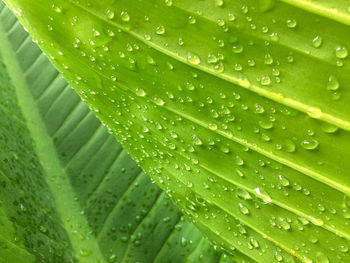 Full frame shot of wet leaves