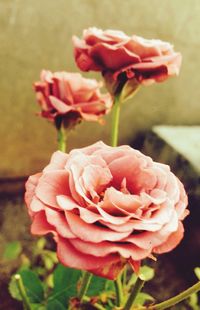 Close-up of pink rose