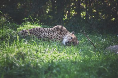 Portrait of a relaxed cheetah