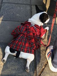 High angle view of dog on footpath