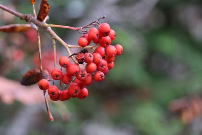 Close-up of red berries growing on tree