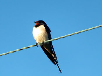 Low angle view of bird perching on cable against clear blue sky