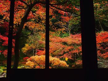 Close-up of trees in forest during autumn