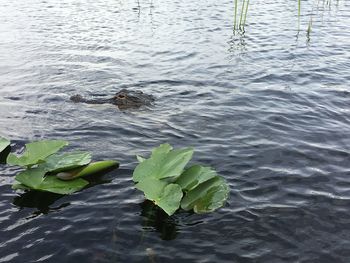 High angle view of leaves floating on water