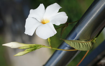 Close-up of white flowering plant