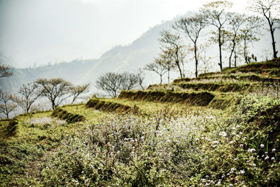 Scenic view of field against sky