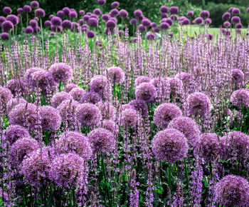 Close-up of pink flowering plants 