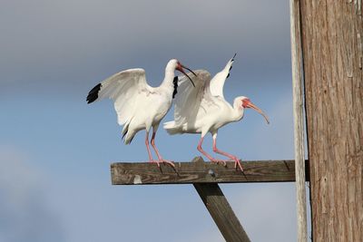 Low angle view of seagull perching on wooden post against sky