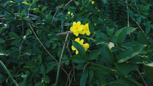 Close-up of yellow flowers blooming outdoors