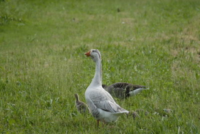 Geese on field