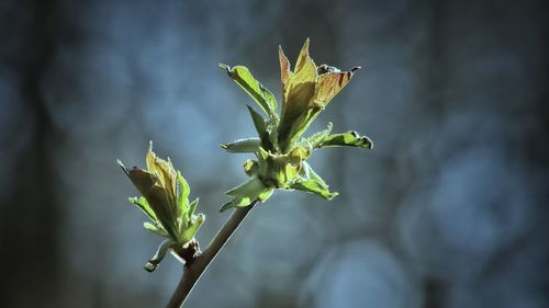 Close-up of flowering plant