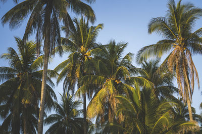 Palm trees with ripe yellow coconuts on the sky background. healthy fruits on the trees