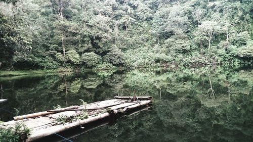 High angle view of trees by river