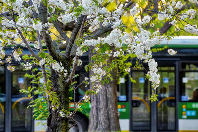 Close-up of white flowers blooming on tree