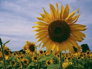 Close-up of sunflower blooming against sky