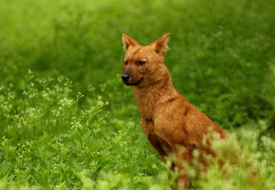 Lion standing in a field