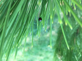 Black lady bug 