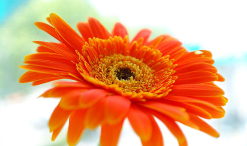 Close-up of orange flower blooming against sky