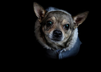 Portrait of a dog against black background