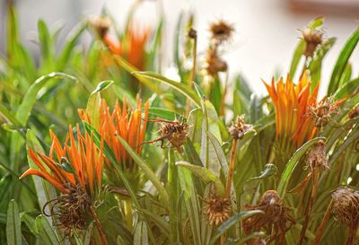 Close-up of insect on plant