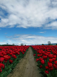 View of red flowers on field against sky