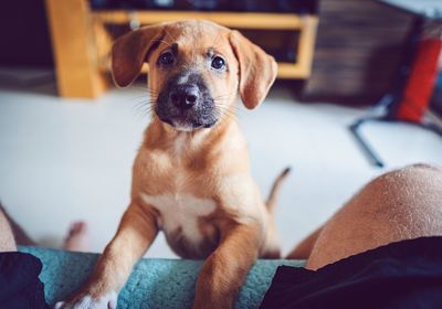 High angle portrait of dog standing at home