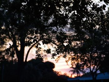 View of trees against sky