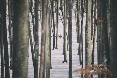 Scenic view of deer in forest