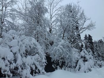 Bare trees on snow covered landscape