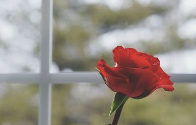 Close-up of red flower