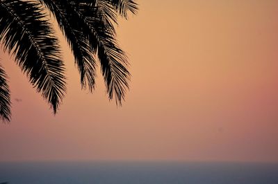 Palm tree against sea during sunset